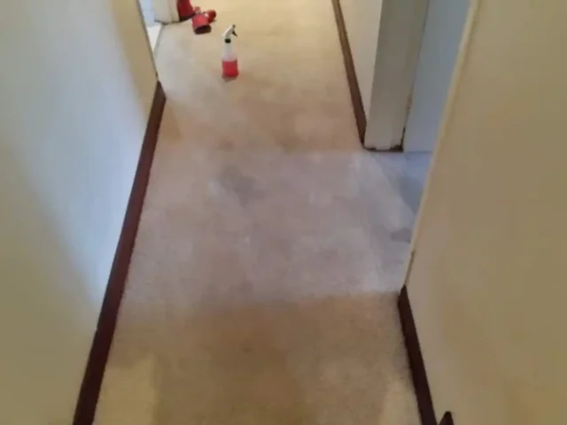 Fitted carpet cleaning in Eastern Suburbs