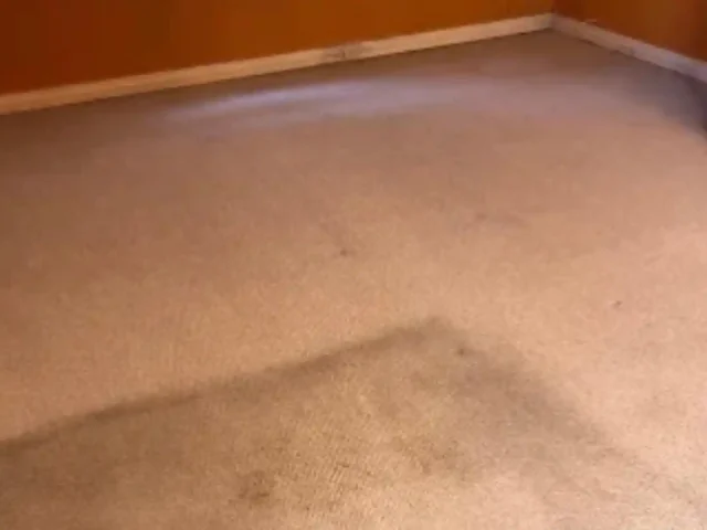 Fitted carpet being professionally cleaned during a visit