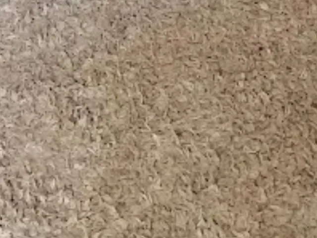 Rug cleaning in progress, Cape Town (17)